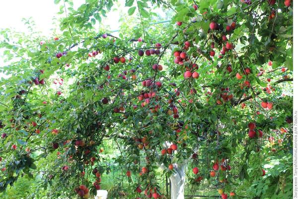 Редкие культуры в плодовом саду: подборка полезных статей