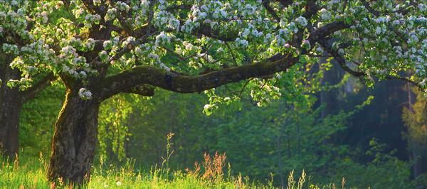 Яблоневый сад: как не ошибиться с выбором саженцев