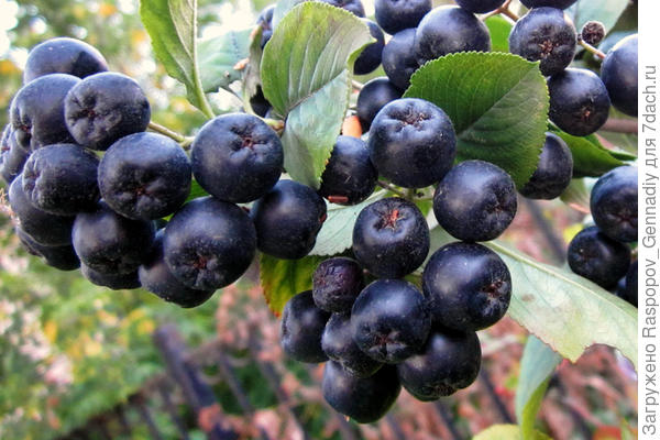 Арония черноплодная - кладезь витаминов