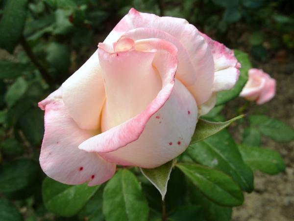 Чайно-гибридные розы – примадонны розового царства