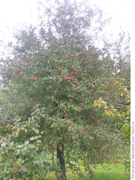 Яблоня сорта 'Имрус' борется за жизнь и продолжает радовать урожаем очень вкусных яблок