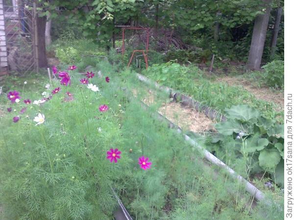 Вот такой мой "органический огород" в середине июня