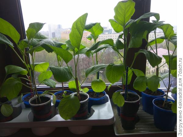 Как вырастить отличную рассаду баклажанов за 45 дней