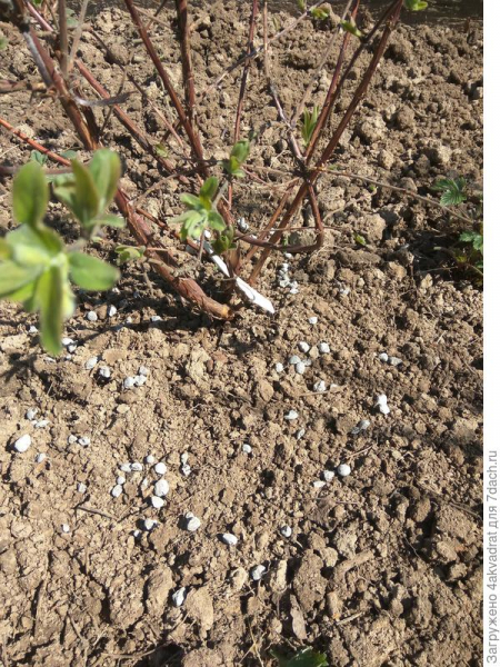 Фаско – это не только отличный грунт для выращивания рассады, но и новое удобрение пролонгированного действия