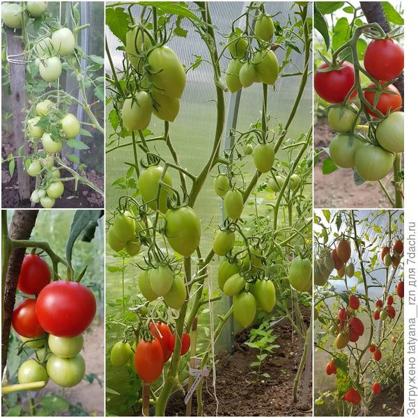 Выбор сортов и гибридов томатов для выращивания в теплице в 2021 году