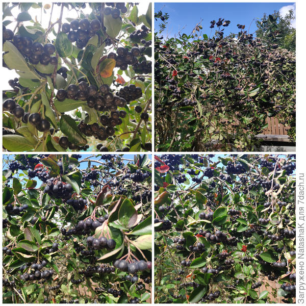 Черноплодная рябина Викинг в нашем саду: ошеломляющий урожай-2021