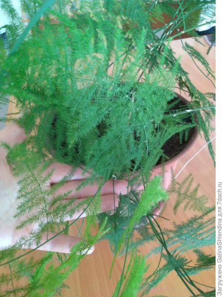 Аспарагус - описание растения, выращивание в комнатных условиях, пересадка, способы размножения. Фотографии