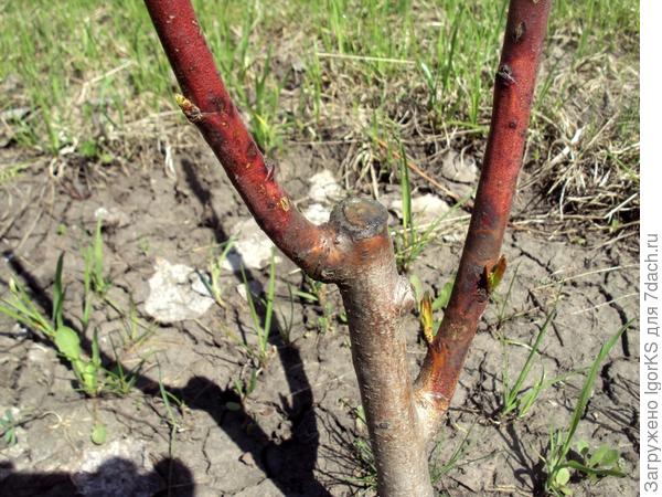 Выращиваем персик из косточки. Рекомендации опытного садовода. Фото