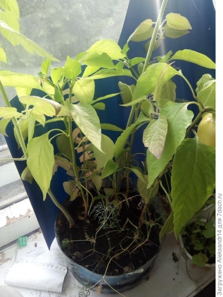 Огород на подоконнике: опыт выращивания томатов, перцев из семян
