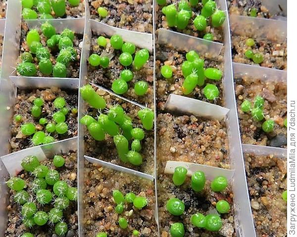 Выращивание кактусов (цереус, опунция, маммиллярия). Уход, размножение. Фото