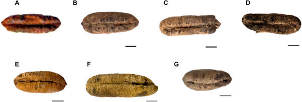 6 из 33: семена древних фиников сохранили всхожесть через 2000 лет