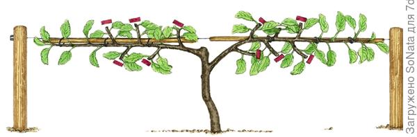 Выращивание плодовых деревьев на шпалерах