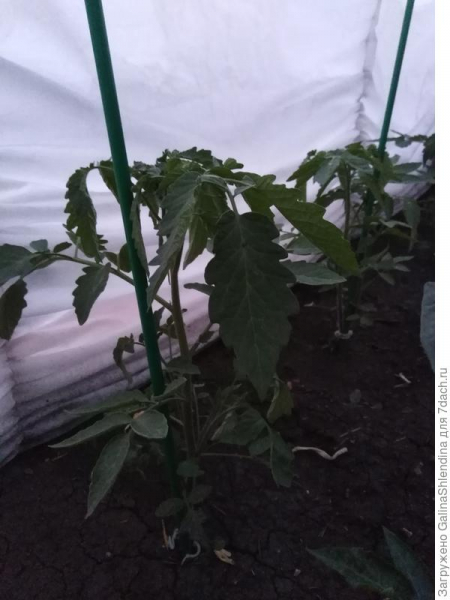 Развитие и посадка в ОГ томатов 'Черничный пломбир'