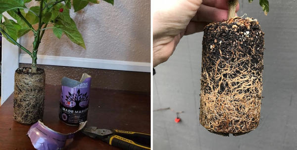 «Перец в банке» – в социальных сетях запустили необычный флешмоб для садоводов