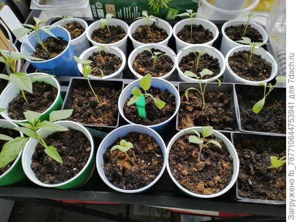 Выращивние пасленовых культур из семян: предпосевная обработка, посев, всходы. Фото