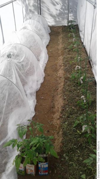 Неделя жизни рассады томатов и перцев под новой крышей))) в теплице "Сибирский Агроном"