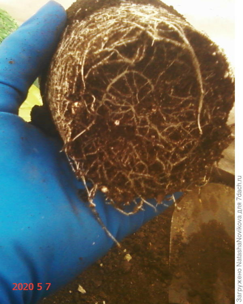 Способы посадки рассады огурцов в емкости и пересадка на грядку. Опыт дачника и фото