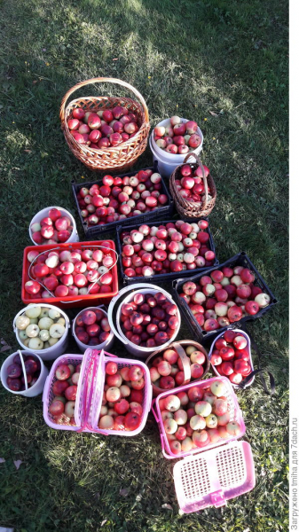 Пять урожайных яблонь. Выращивание и уход в Санкт-Петербурге. Фото и видео урожая