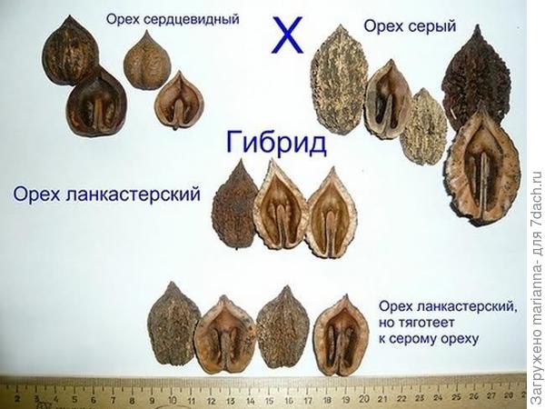Ланкастерский орех: описание, особенности вращивания из семян, уход. Фото