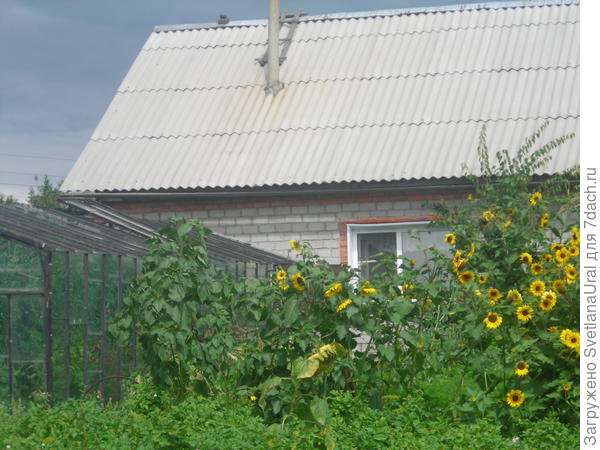 Секреты огородничества в Челябинской области