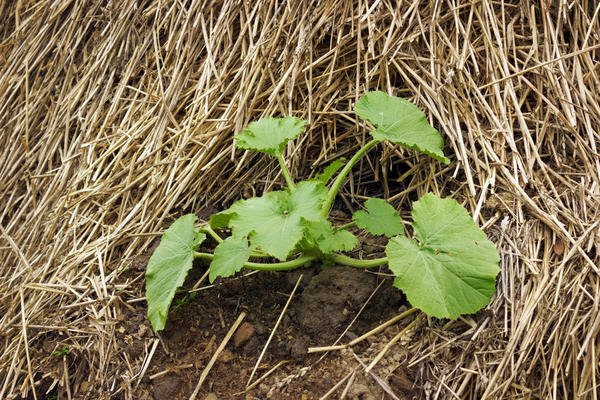 Грядка для кабачков: как делать ее из растительного мусора - ботвы, сухой травы, веток