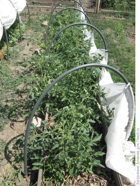 Как спасти подмерзшую рассаду томатов. Проверенный способ. Фото