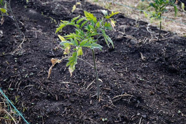 5 проблем с рассадой после пересадки: чем помочь растениям