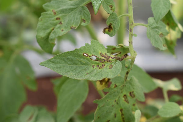 5 проблем с рассадой после пересадки: чем помочь растениям