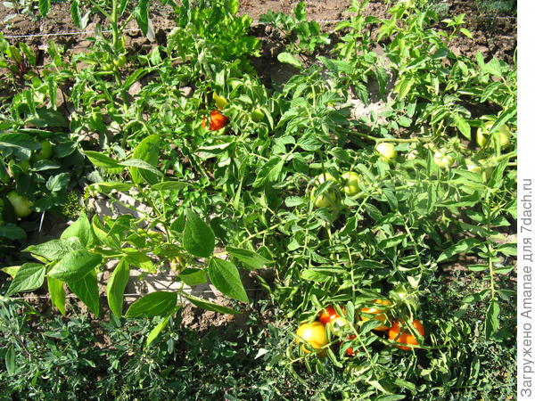 Как спасти подмерзшую рассаду томатов. Проверенный способ. Фото